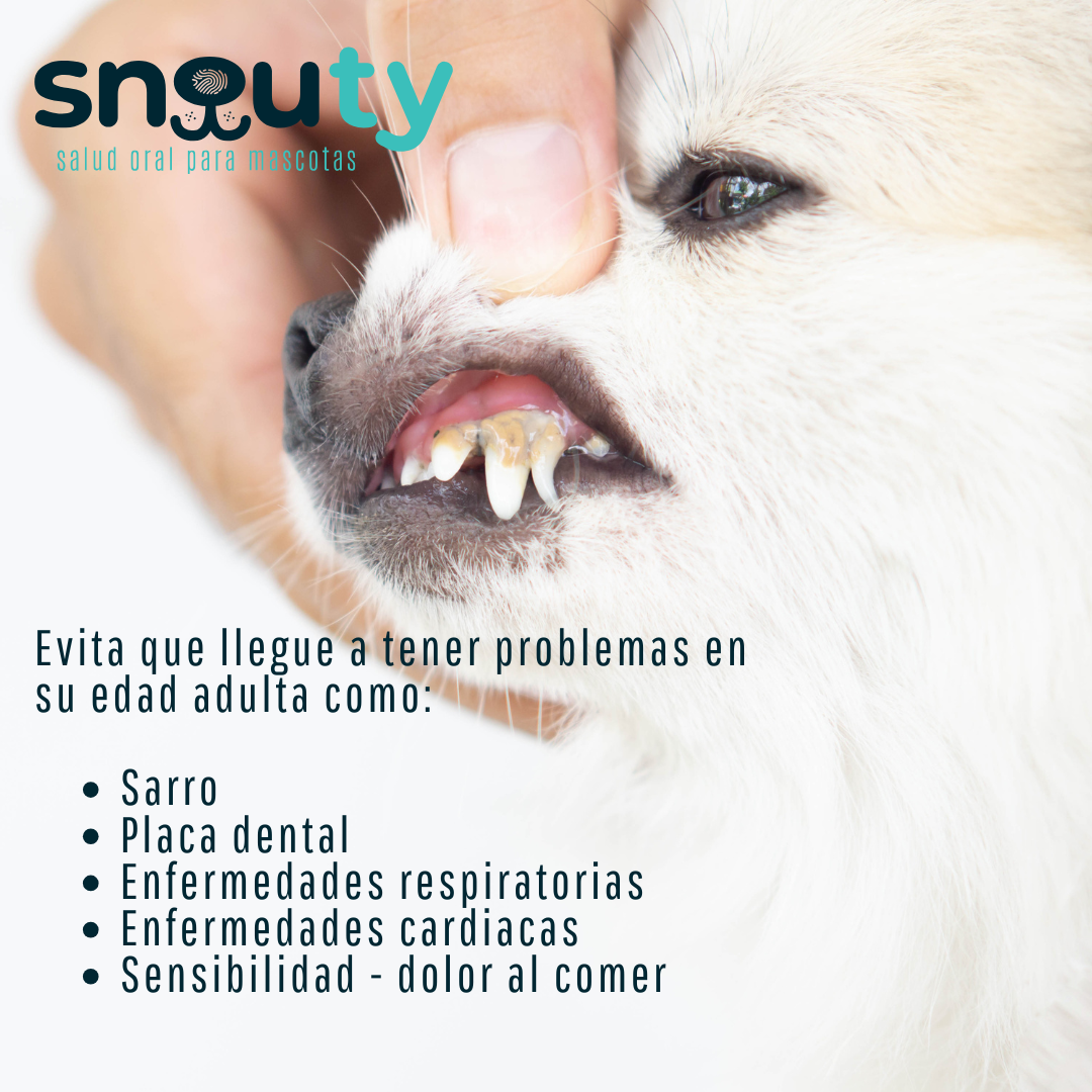 SNOUTY SALUD ORAL MASCOTAS